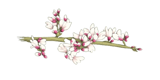 Flower decoration